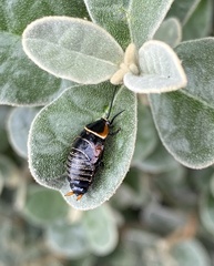 Ellipsidion australe