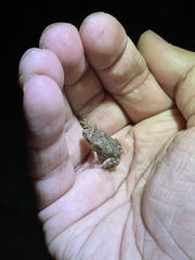 Duttaphrynus melanostictus