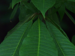 Aesculus indica