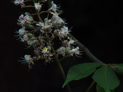 Aesculus indica