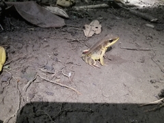 Lithobates warszewitschii