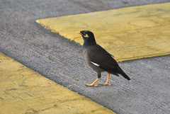 Acridotheres tristis