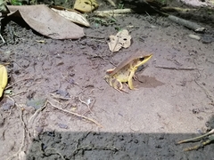 Lithobates warszewitschii