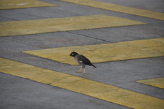 Acridotheres tristis