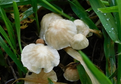 Marasmius anomalus