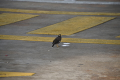 Acridotheres tristis