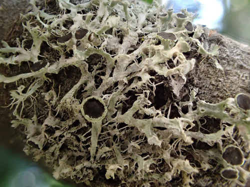 Blakstienotoji žiauberė nuotrauka