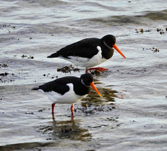 Haematopus ostralegus
