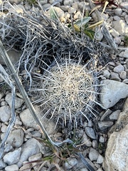 Coryphantha echinus