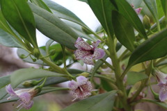 Myoporum bontioides
