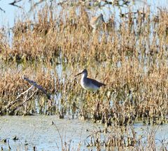 Charadriiformes
