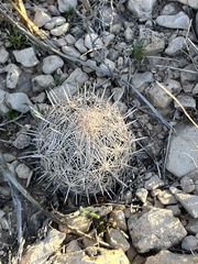 Coryphantha echinus