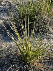 Dasylirion leiophyllum