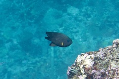 Neoglyphidodon crossi