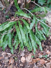 Asplenium scolopendrium scolopendrium
