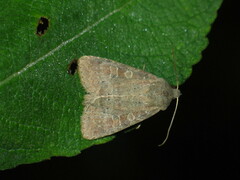 Parastichtis suspecta