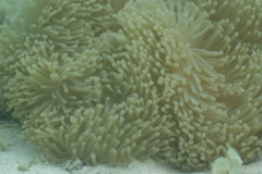 Heteractis magnifica