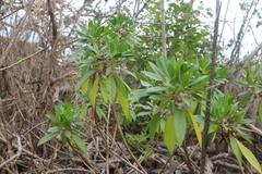 Myoporum bontioides