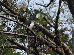 Dicrurus caerulescens