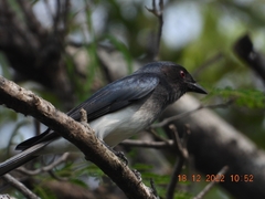 Dicrurus caerulescens