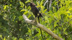 Lanius melanoleucus