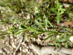 Sisymbrium runcinatum