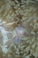 Heteractis magnifica