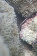 Heteractis magnifica