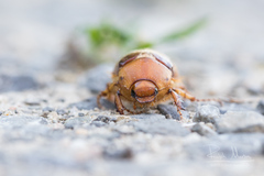 Rhizotrogus aestivus