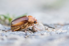 Rhizotrogus aestivus