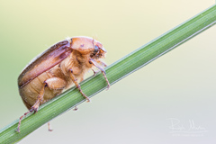 Rhizotrogus aestivus