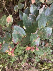 Cavendishia bracteata