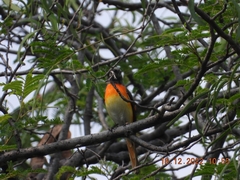 Pericrocotus cinnamomeus