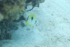 Chaetodon unimaculatus