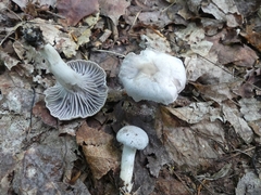 Cuphophyllus canescens