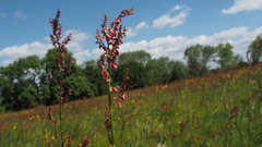 Rumex acetosa