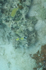 Chaetodon unimaculatus