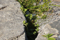 Tradescantia fluminensis