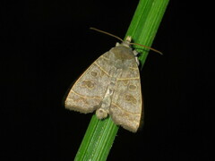 Ipimorpha subtusa