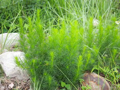 Artemisia capillaris