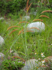 Cenchrus polystachios