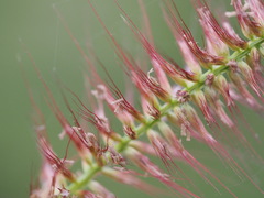 Cenchrus polystachios