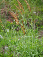 Cenchrus polystachios