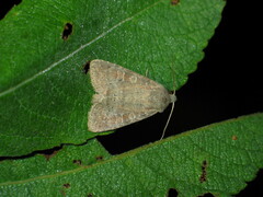 Parastichtis suspecta