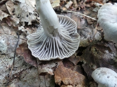 Cuphophyllus canescens