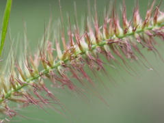 Cenchrus polystachios