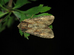Apamea crenata