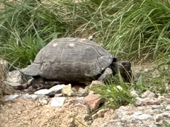 Testudo marginata