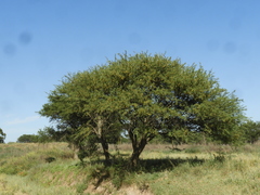 Prosopis caldenia