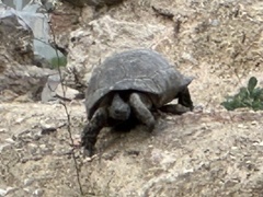 Testudo marginata